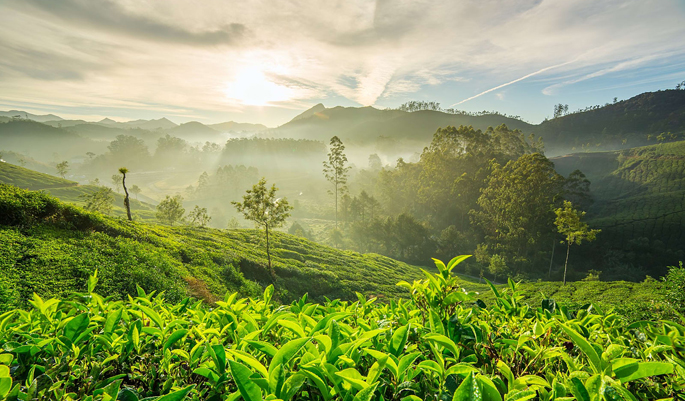 Honeymoon in Munnar