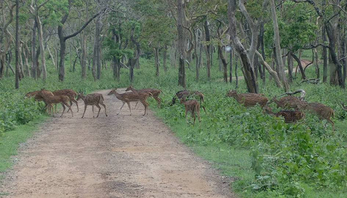 Bhagwan Mahavir Wildlife Sanctuary