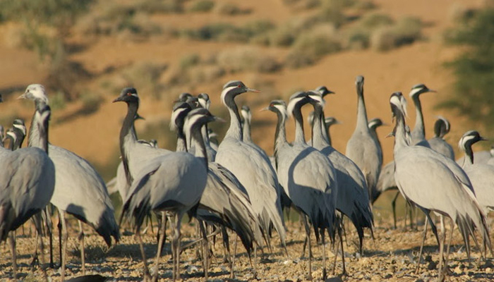 Desert National Park