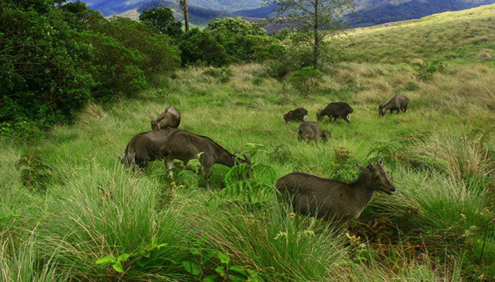 Eravikulam National Park