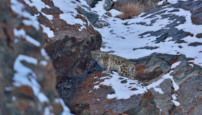 Gulmarg Biosphere Reserve
