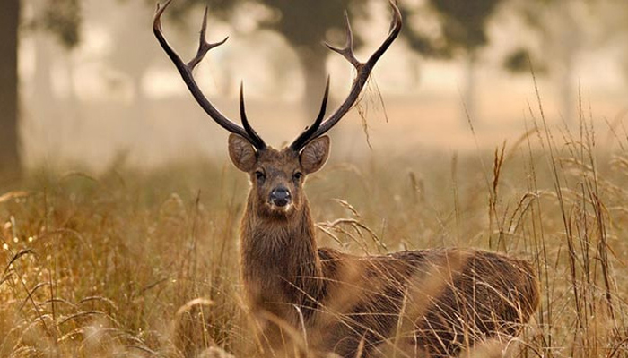 Kanha National Park