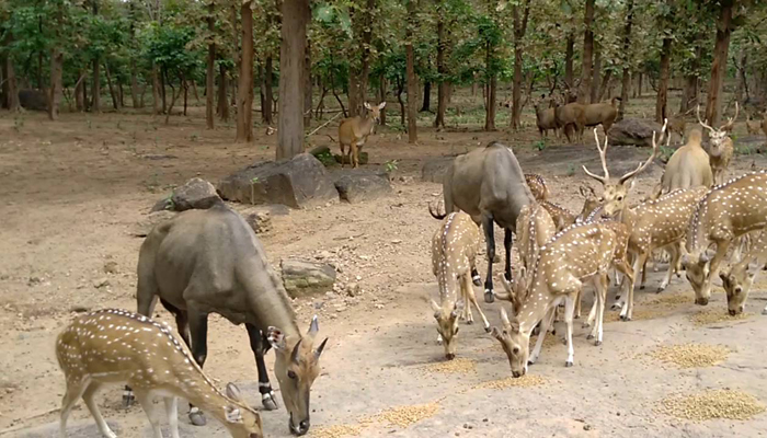 Kawal Wildlife Sanctuary