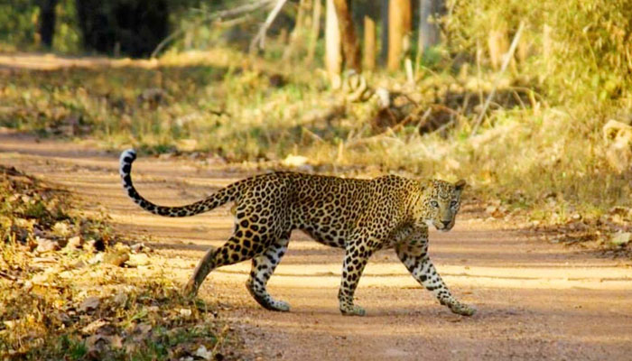 Nagzira Wildlife Sanctuary