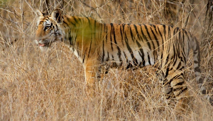 Pench National Park