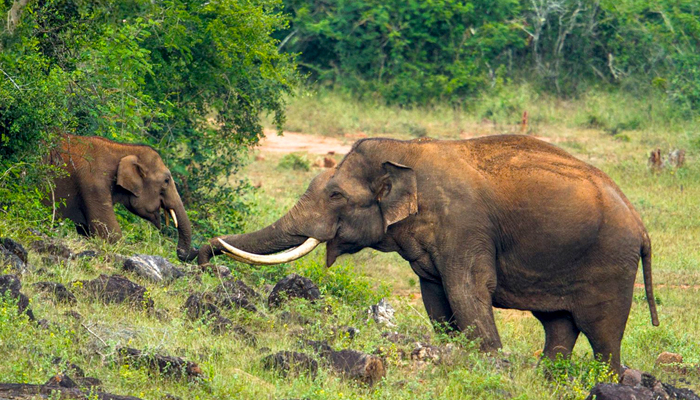 Peppara Wildlife Sanctuary