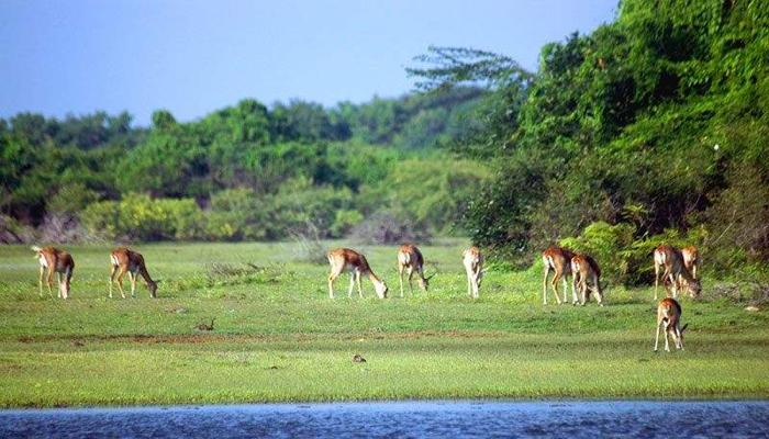 Point Calimere Sanctuary