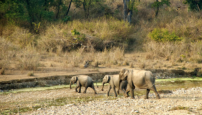Rajaji National Park