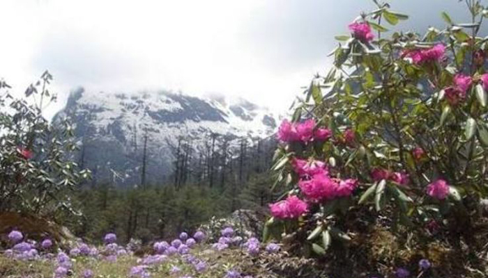 Shingba Rhododendron Sanctuary