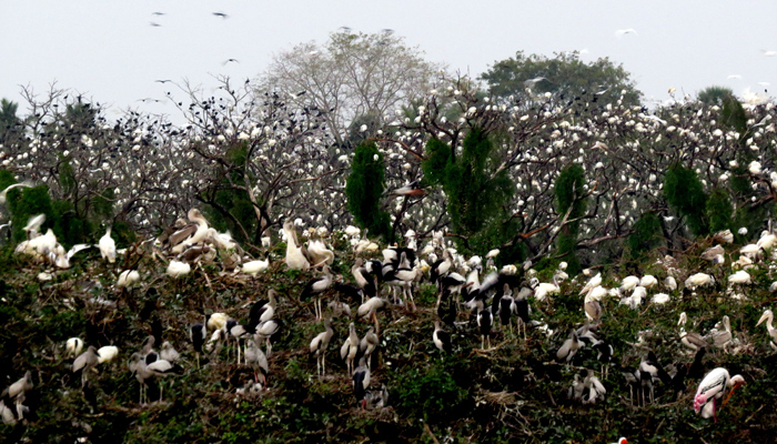 Vedanthangal Bird Sanctuary