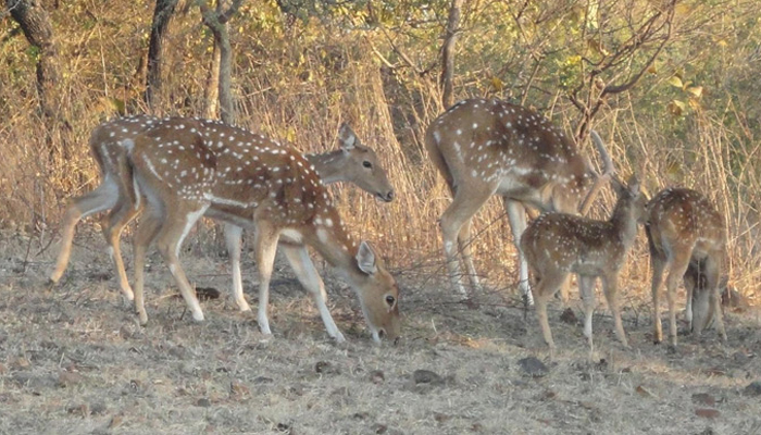 Sariska National Park